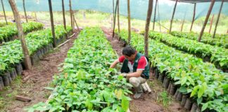 Huánuco: fortalecen cadena productiva del cacao con asistencia técnica y nuevos viveros Huánuco: fortalecen cadena productiva del cacao con asistencia técnica y nuevos viveros