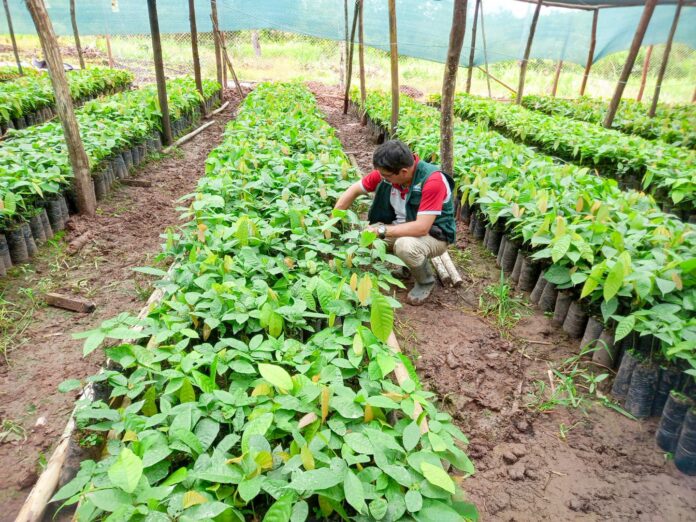 Huánuco: fortalecen cadena productiva del cacao con asistencia técnica y nuevos viveros