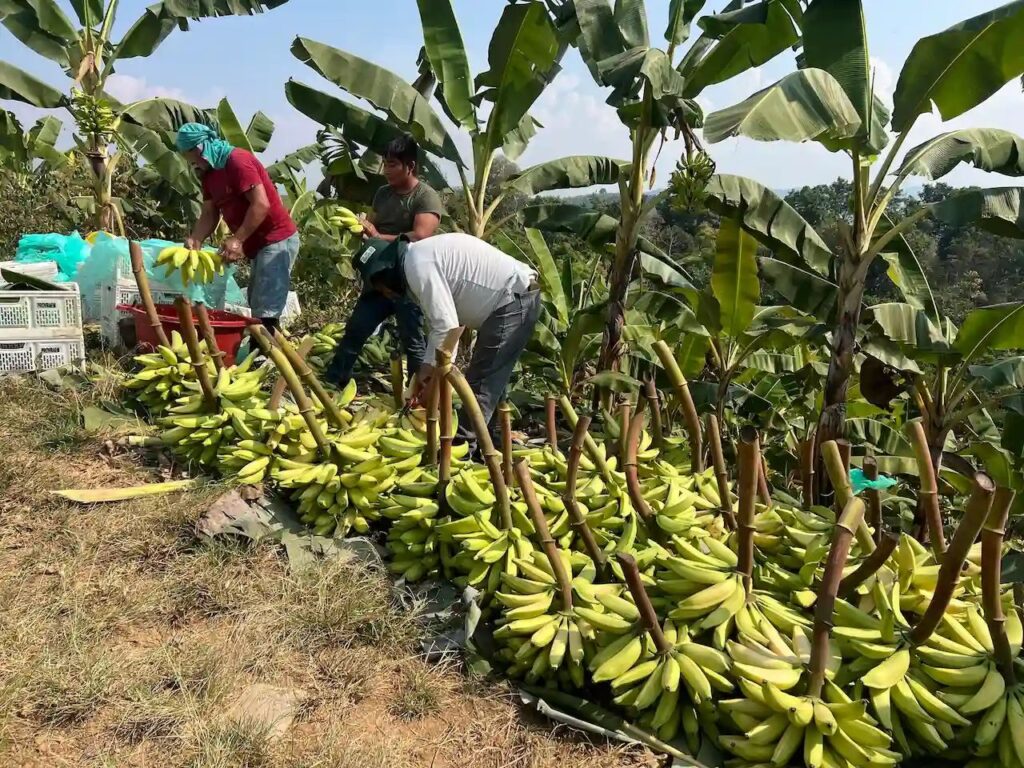 MIDAGRI activa Seguro Agrícola SAC 2025-2026 para agricultores afectados en Tumbes