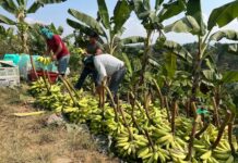 Activan Seguro Agrícola SAC 2025-2026 para agricultores afectados en Tumbes MIDAGRI activa Seguro Agrícola SAC 2025-2026 para agricultores afectados en Tumbes