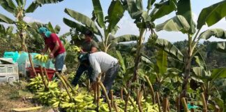 Activan Seguro Agrícola SAC 2025-2026 para agricultores afectados en Tumbes MIDAGRI activa Seguro Agrícola SAC 2025-2026 para agricultores afectados en Tumbes