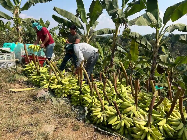 MIDAGRI activa Seguro Agrícola SAC 2025-2026 para agricultores afectados en Tumbes