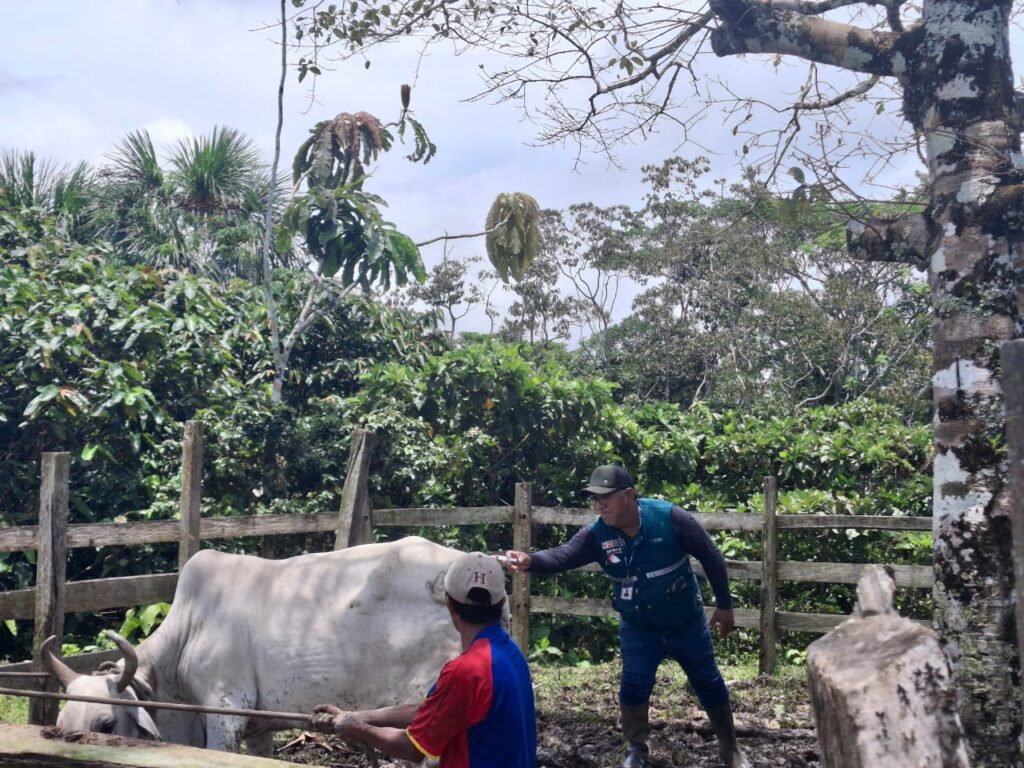 Más de 500 productores beneficiados con control de Fusarium y vacunación pecuaria en la Amazonía