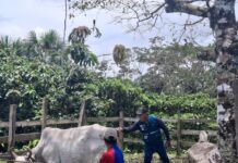 Más de 500 productores beneficiados con control de Fusarium y vacunación pecuaria en la Amazonía Más de 500 productores beneficiados con control de Fusarium y vacunación pecuaria en la Amazonía