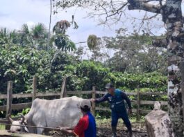 Más de 500 productores beneficiados con control de Fusarium y vacunación pecuaria en la Amazonía Más de 500 productores beneficiados con control de Fusarium y vacunación pecuaria en la Amazonía
