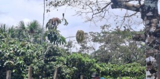 Más de 500 productores beneficiados con control de Fusarium y vacunación pecuaria en la Amazonía Más de 500 productores beneficiados con control de Fusarium y vacunación pecuaria en la Amazonía