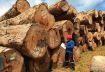 Incentivos forestales 2026: Midagri lanza convocatoria para financiar plantas madereras con hasta S/ 300 mil Incentivos forestales 2026: Midagri lanza convocatoria para financiar plantas madereras con hasta S/ 300 mil