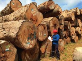Incentivos forestales 2026: Midagri lanza convocatoria para financiar plantas madereras con hasta S/ 300 mil Incentivos forestales 2026: Midagri lanza convocatoria para financiar plantas madereras con hasta S/ 300 mil