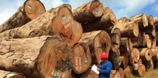 Incentivos forestales 2026: Midagri lanza convocatoria para financiar plantas madereras con hasta S/ 300 mil Incentivos forestales 2026: Midagri lanza convocatoria para financiar plantas madereras con hasta S/ 300 mil