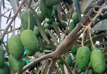 Altas temperaturas reducen calidad de granada, palto y vid Altas temperaturas reducen calidad de granada, palto y vid