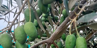 Altas temperaturas reducen calidad de granada, palto y vid Altas temperaturas reducen calidad de granada, palto y vid