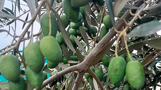 Altas temperaturas reducen calidad de granada, palto y vid Altas temperaturas reducen calidad de granada, palto y vid