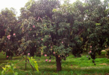 Lluvias intensas en Tumbes, Piura y Lambayeque elevan caudal de ríos y afectan más de 500 hectáreas agrícolas Lluvias intensas en Tumbes, Piura y Lambayeque elevan caudal de ríos y afectan más de 500 hectáreas agrícolas