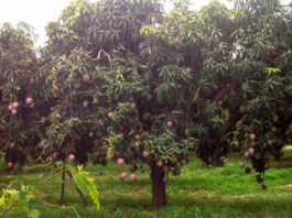 Lluvias intensas en Tumbes, Piura y Lambayeque elevan caudal de ríos y afectan más de 500 hectáreas agrícolas Lluvias intensas en Tumbes, Piura y Lambayeque elevan caudal de ríos y afectan más de 500 hectáreas agrícolas