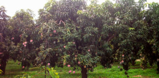 Lluvias intensas en Tumbes, Piura y Lambayeque elevan caudal de ríos y afectan más de 500 hectáreas agrícolas Lluvias intensas en Tumbes, Piura y Lambayeque elevan caudal de ríos y afectan más de 500 hectáreas agrícolas