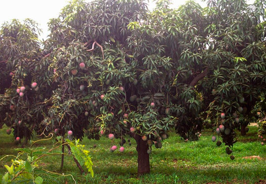 Lluvias intensas en Tumbes, Piura y Lambayeque elevan caudal de ríos y afectan más de 500 hectáreas agrícolas Lluvias intensas en Tumbes, Piura y Lambayeque elevan caudal de ríos y afectan más de 500 hectáreas agrícolas