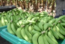 Piura: Valle del Chira en alerta por avance del Fusarium en plantaciones de banano Piura: Valle del Chira en alerta por avance del Fusarium en plantaciones de banano