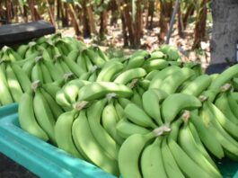 Piura: Valle del Chira en alerta por avance del Fusarium en plantaciones de banano Piura: Valle del Chira en alerta por avance del Fusarium en plantaciones de banano