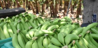 Piura: Valle del Chira en alerta por avance del Fusarium en plantaciones de banano Piura: Valle del Chira en alerta por avance del Fusarium en plantaciones de banano