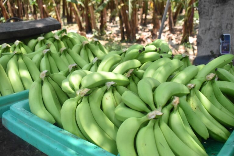 Piura: Valle del Chira en alerta por avance del Fusarium en plantaciones de banano