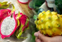 Kión y pitahaya impulsarán la diversificación de las exportaciones peruanas Kión y pitahaya impulsarán la diversificación de las exportaciones peruanas