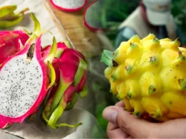 Kión y pitahaya impulsarán la diversificación de las exportaciones peruanas Kión y pitahaya impulsarán la diversificación de las exportaciones peruanas