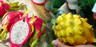 Kión y pitahaya impulsarán la diversificación de las exportaciones peruanas Kión y pitahaya impulsarán la diversificación de las exportaciones peruanas