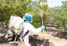 Tecnología y plaguicidas regulados impulsan crecimiento del agro peruano Tecnología y plaguicidas regulados impulsan crecimiento del agro peruano