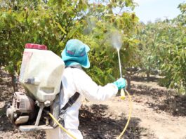 Tecnología y plaguicidas regulados impulsan crecimiento del agro peruano Tecnología y plaguicidas regulados impulsan crecimiento del agro peruano