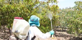 Tecnología y plaguicidas regulados impulsan crecimiento del agro peruano Tecnología y plaguicidas regulados impulsan crecimiento del agro peruano