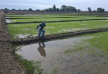 Piura: Agricultores de Cura Mori fortalecen el cultivo de arroz con siembra directa Agricultores de Cura Mori fortalecen el cultivo de arroz con siembra directa