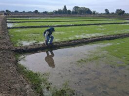 Piura: Agricultores de Cura Mori fortalecen el cultivo de arroz con siembra directa Agricultores de Cura Mori fortalecen el cultivo de arroz con siembra directa