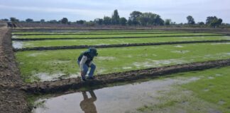 Piura: Agricultores de Cura Mori fortalecen el cultivo de arroz con siembra directa Agricultores de Cura Mori fortalecen el cultivo de arroz con siembra directa
