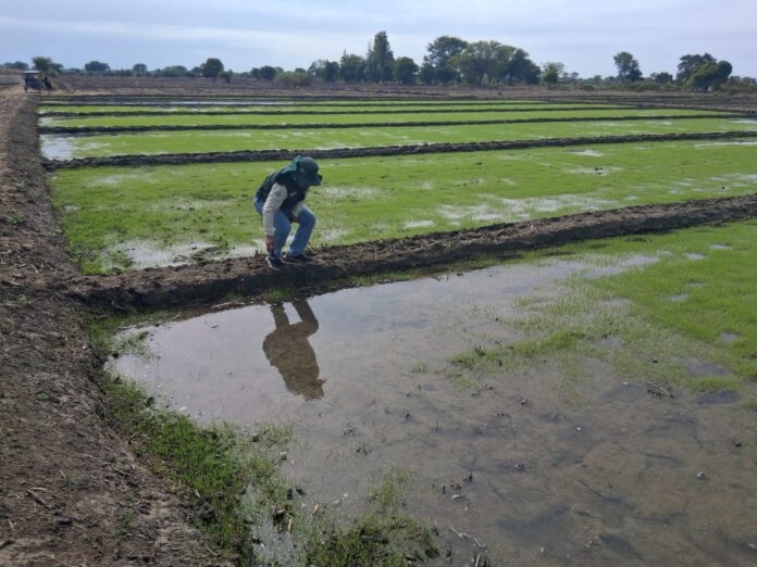 Agricultores de Cura Mori fortalecen el cultivo de arroz con siembra directa