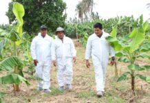 Piura: siembran posibles variedades de banano resistentes al Fusarium Piura: siembran posibles variedades de banano resistentes al Fusarium