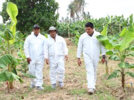 Piura: siembran posibles variedades de banano resistentes al Fusarium Piura: siembran posibles variedades de banano resistentes al Fusarium