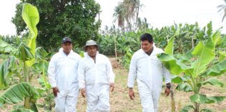 Piura: siembran posibles variedades de banano resistentes al Fusarium Piura: siembran posibles variedades de banano resistentes al Fusarium