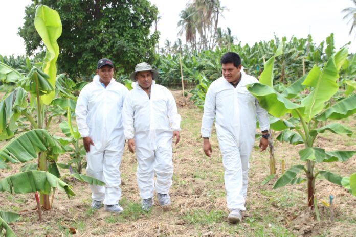 Piura: siembran posibles variedades de banano resistentes al Fusarium