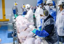 Exportación avícola peruana crece: 23 toneladas de pavo llegan a Panamá Exportación avícola peruana crece: 23 toneladas de pavo llegan a Panamá