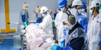 Exportación avícola peruana crece: 23 toneladas de pavo llegan a Panamá Exportación avícola peruana crece: 23 toneladas de pavo llegan a Panamá