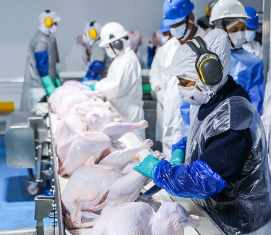 Exportación avícola peruana crece: 23 toneladas de pavo llegan a Panamá Exportación avícola peruana crece: 23 toneladas de pavo llegan a Panamá