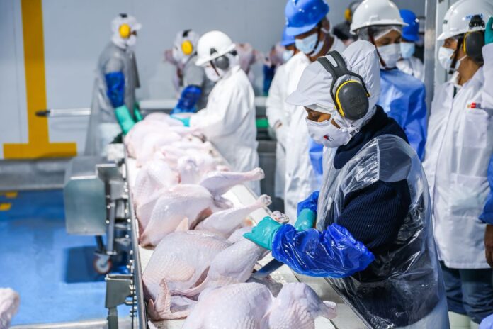 Exportación avícola peruana crece: 23 toneladas de pavo llegan a Panamá