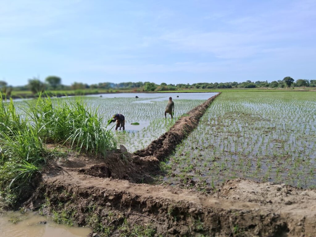 Productores arroceros de Cura Mori refuerzan técnicas de manejo fitosanitario Productores arroceros de Cura Mori refuerzan técnicas de manejo fitosanitario