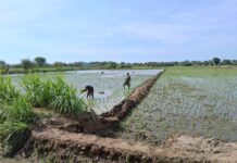 Productores arroceros de Cura Mori refuerzan técnicas de manejo fitosanitario Productores arroceros de Cura Mori refuerzan técnicas de manejo fitosanitario