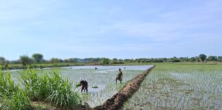 Productores arroceros de Cura Mori refuerzan técnicas de manejo fitosanitario Productores arroceros de Cura Mori refuerzan técnicas de manejo fitosanitario