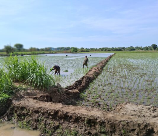 Productores arroceros de Cura Mori refuerzan técnicas de manejo fitosanitario Productores arroceros de Cura Mori refuerzan técnicas de manejo fitosanitario