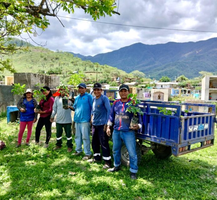 Plantan 500 guayacanes en Serrán para fortalecer el Bosque Seco Salitral–Huarmaca