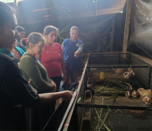 Piura: Escuelas de Campo en Huancabamba impulsan la agricultura familiar Piura: Escuelas de Campo en Huancabamba impulsan la agricultura familiar