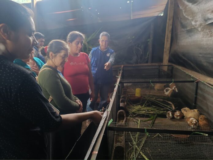 Piura: Escuelas de Campo en Huancabamba impulsan la agricultura familiar