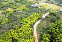 Estudio identifica más de 6 400 hectáreas de bambú en Piura, Cajamarca y Amazonas Estudio identifica más de 6 400 hectáreas de bambú en Piura, Cajamarca y Amazonas